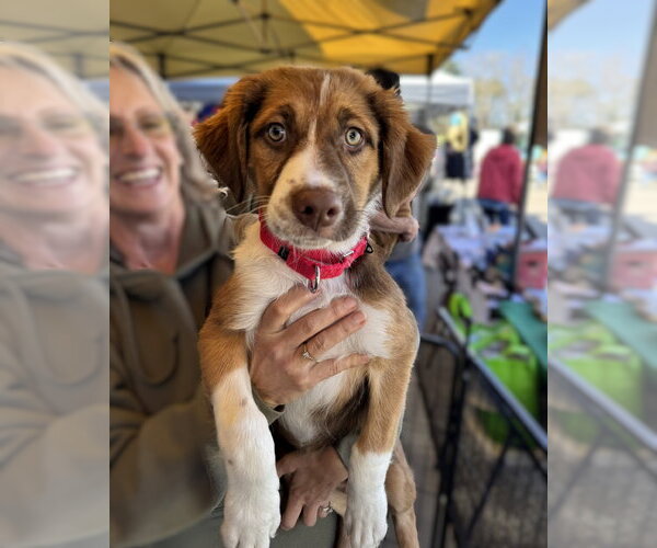 Medium Photo #1 Australian Shepherd Puppy For Sale in Blairsville, GA, USA