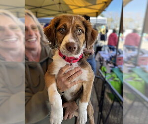 Australian Shepherd Dogs for adoption in Blairsville, GA, USA