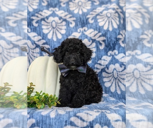 Medium Photo #1 Cock-A-Poo Puppy For Sale in LINCOLN UNIVERSITY, PA, USA