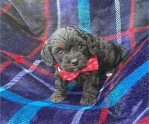 Cavapoo Puppy for sale in CAMPBELLSVILLE, KY, USA