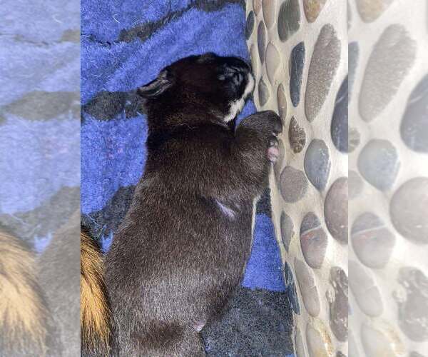 Medium Photo #7 Mutt Puppy For Sale in Imlay City, MI, USA