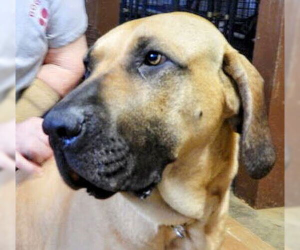 Medium Photo #14 Fila Brasileiro Puppy For Sale in Jasper, AL, USA