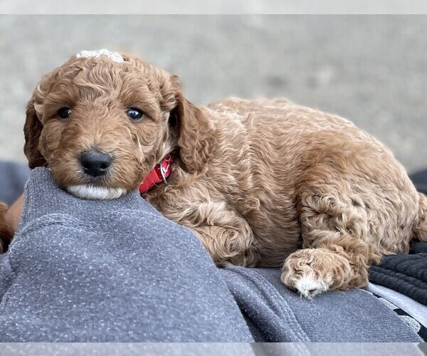 Medium Photo #1 Goldendoodle (Miniature) Puppy For Sale in TACOMA, WA, USA