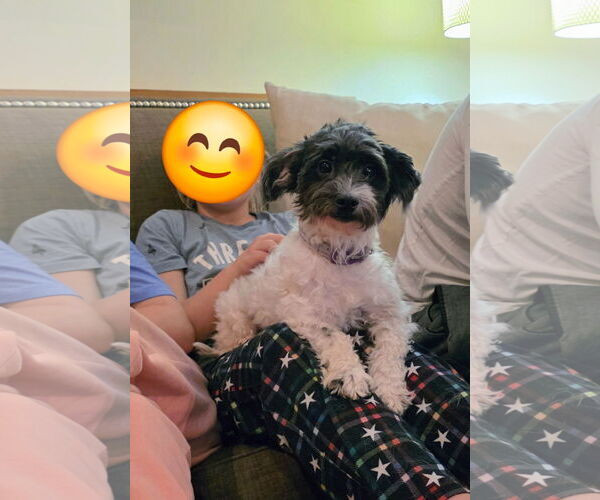 Medium Photo #2 Havanese Puppy For Sale in Sioux Falls, SD, USA