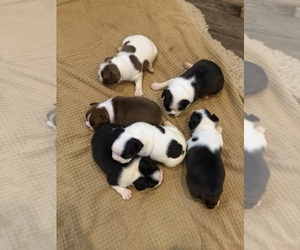 Boston Terrier Puppy for Sale in FREDONIA, Kansas USA