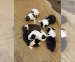 Litter of 5 - Male(s) and Female(s) Boston TerrierLitter of Puppies for Sale - Small photo