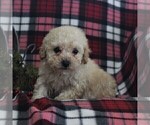 Small Photo #5 Bichpoo Puppy For Sale in BIRD IN HAND, PA, USA