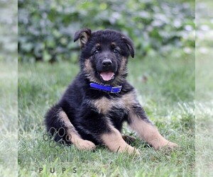 German Shepherd Dog Puppy for sale in COATESVILLE, PA, USA
