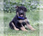 Small German Shepherd Dog