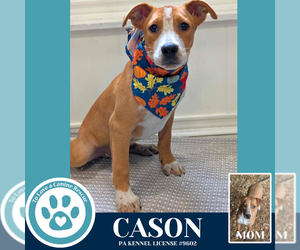 Mutt Dogs for adoption in Kimberton, PA, USA