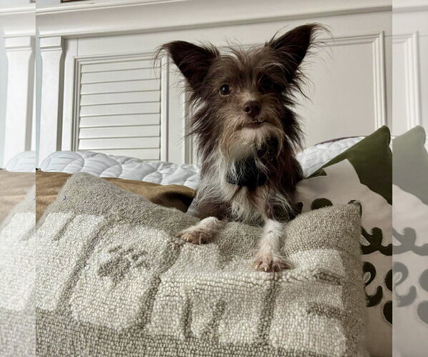 Medium Photo #2 Mutt Puppy For Sale in Spring Lake, NC, USA