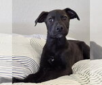 Small #2 Labrador Retriever Mix
