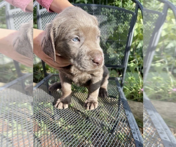 Medium Photo #1 Labrador Retriever Puppy For Sale in HADLOCK, WA, USA