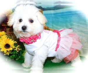 Bichpoo Puppy for sale in HAMMOND, IN, USA