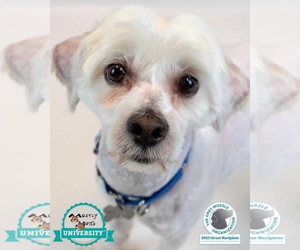 Medium Photo #1 Mutt Puppy For Sale in Kennesaw, GA, USA