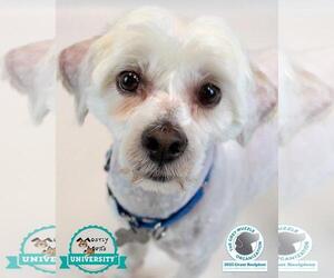 Mutt Dogs for adoption in Kennesaw, GA, USA