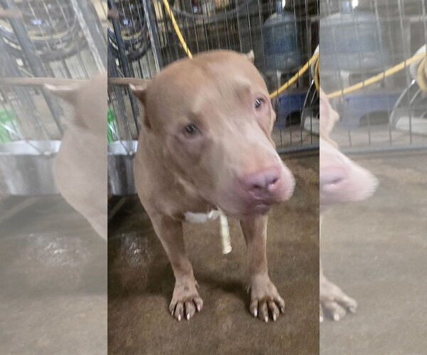 Medium Photo #4 American Staffordshire Terrier-Unknown Mix Puppy For Sale in Jackson, MS, USA