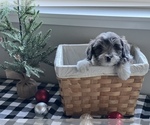Small Photo #11 Aussiedoodle Miniature  Puppy For Sale in CENTRALIA, IL, USA