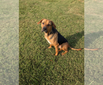 Small #3 Mutt