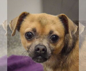 Chug Dogs for adoption in Huntley, IL, USA