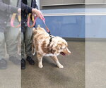 Small #3 Australian Shepherd