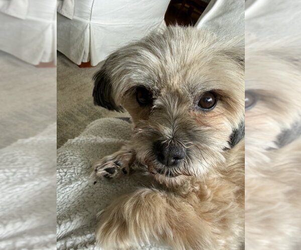 Medium Photo #1 Shih Apso Puppy For Sale in San Francisco, CA, USA