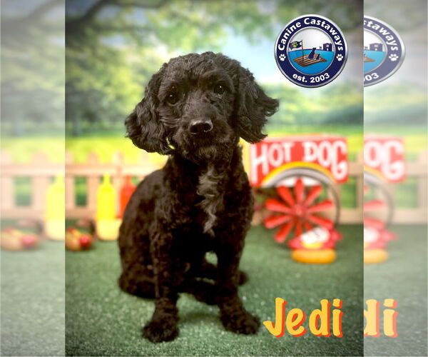Medium Photo #1 Poodle (Miniature)-Unknown Mix Puppy For Sale in Arcadia, FL, USA