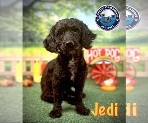 Poodle (Miniature)-Unknown Mix Dogs for adoption in Arcadia, FL, USA