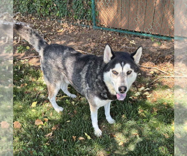 Medium Photo #1 - Mix Puppy For Sale in Winston Salem, NC, USA