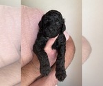 Small Photo #7 Goldendoodle (Miniature) Puppy For Sale in JENKS, OK, USA