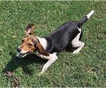 Small #5 Beagle