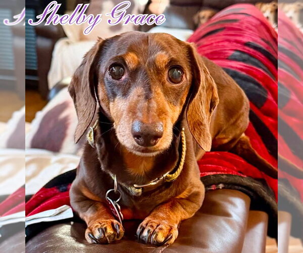 Medium Photo #7 Dachshund Puppy For Sale in San Antonio, TX, USA