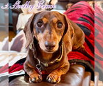 Small #6 Dachshund