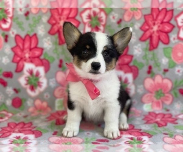 Medium Photo #4 Pembroke Welsh Corgi Puppy For Sale in LANCASTER, PA, USA