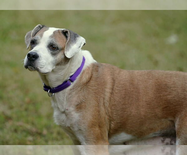 Medium Photo #5 Boxer-Unknown Mix Puppy For Sale in Boonton, NJ, USA