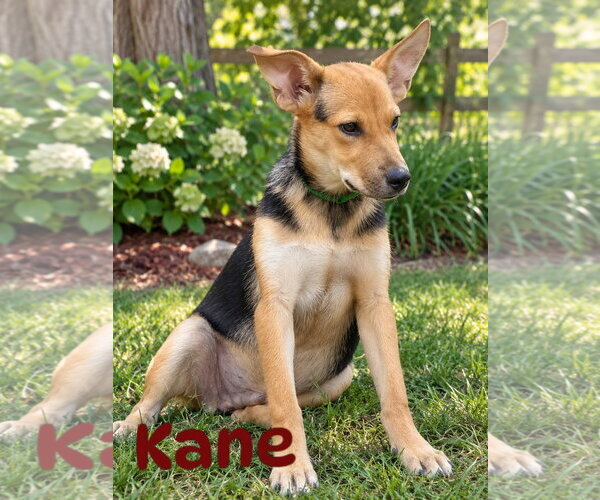 Medium Photo #1 Mutt Puppy For Sale in The Woodlands, TX, USA