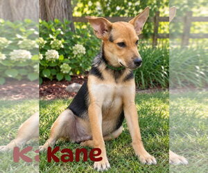 Mutt Dogs for adoption in The Woodlands, TX, USA