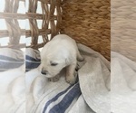 Small #18 Golden Retriever