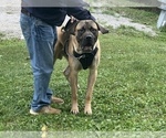 Small Photo #4 Mastiff Puppy For Sale in EAST SPARTA, OH, USA
