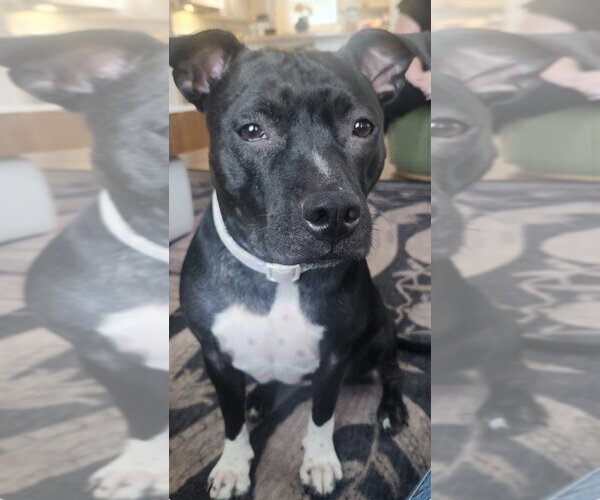 Medium Photo #2 Mutt Puppy For Sale in St. Augustine, FL, USA