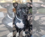 Small #1 Mutt