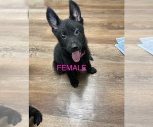 Medium German Shepherd Dog