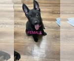 Small German Shepherd Dog