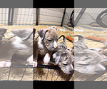Small #2 American Bully