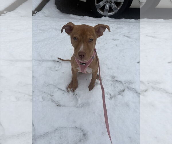 Medium Photo #4 Mutt Puppy For Sale in Woodbury, NY, USA