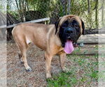 Small Mastiff