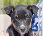 Small Photo #1 German Shepherd Dog-Unknown Mix Puppy For Sale in Huntley, IL, USA