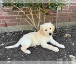Small #3 Golden Retriever