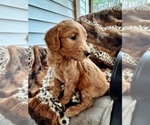 Small Photo #4 Goldendoodle Puppy For Sale in LA FAYETTE, GA, USA