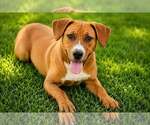 Small #1 Mutt
